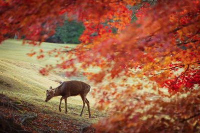 Deer standing on field