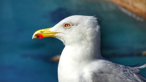 Close-up of seagull