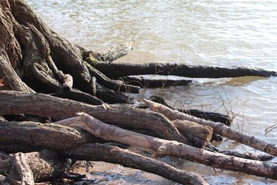 Close-up of tree in water