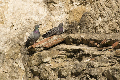 Bird perching on ground