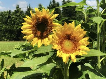 Close-up of yellow sunflower