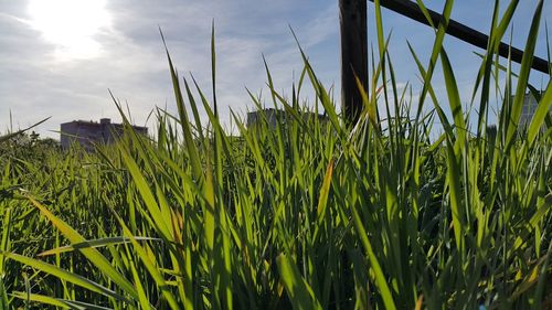 Crop growing in field