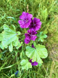 Close-up of purple flowering plant