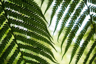 Low angle view of green leaves