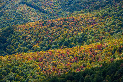 High angle view of trees on field