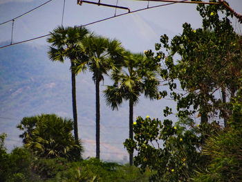 Palm trees against sky