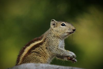 Close-up of chipmunk