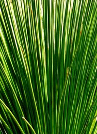 Close-up of palm tree