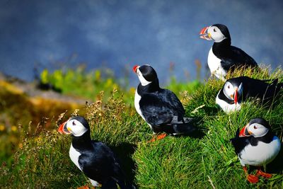 View of birds on cliff