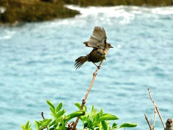 Bird flying over a water