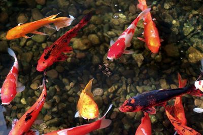 Close-up of koi carps swimming in water