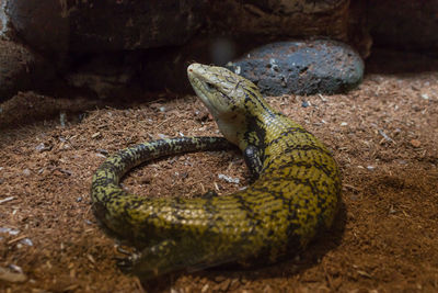 Red tegu lizard native to argentina in captivity