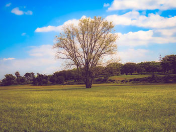 Bare trees on field against sky