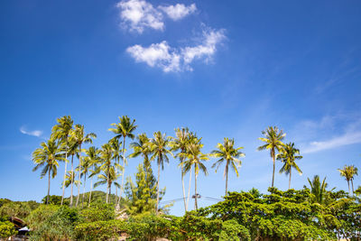 Low angle view of coconut palm trees against blue sky