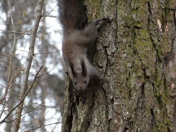 Cat on tree trunk