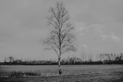 Bare tree on field against sky during winter