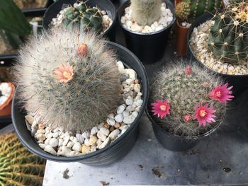 High angle view of succulent plant in market