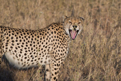 View of a cat on field