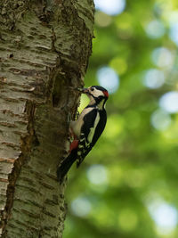 Close-up of bird perching on tree