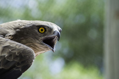 Close-up of kite bird