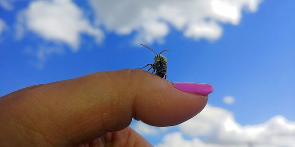 Close-up of hand holding butterfly