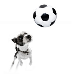 Portrait of a dog with ball on background