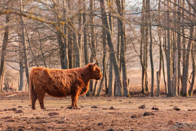 Wild beauty unleashed. majestic portrait of a furry brown cow in early spring in northern europe