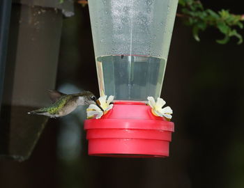 Close-up of bird on feeder