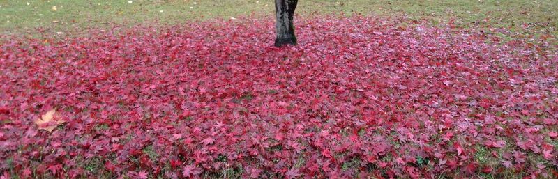 Flowers blooming in field