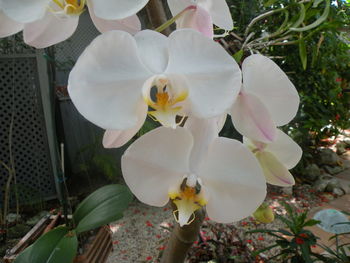 Close-up of white flowers