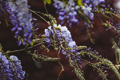 Wisteria in bloom, colchester castle park, england, uk, may 2021