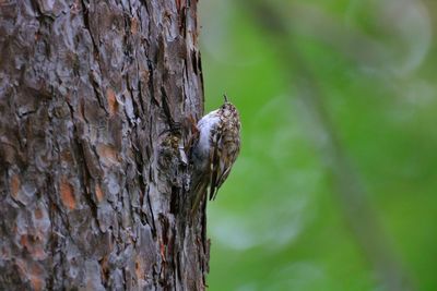 Close-up of insect on tree trunk