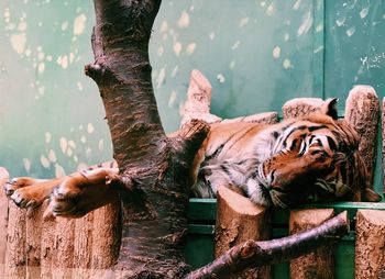 Cat relaxing on tree trunk in zoo