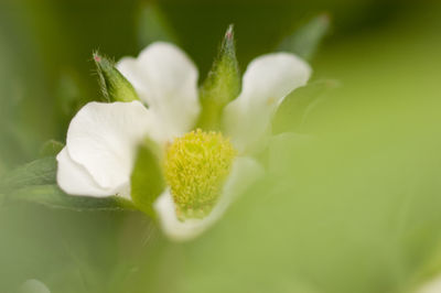 Close-up of white flower