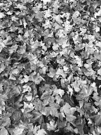 Full frame shot of leaves