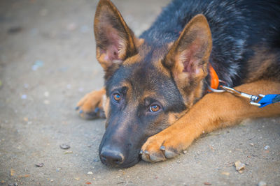 Close-up portrait of a dog
