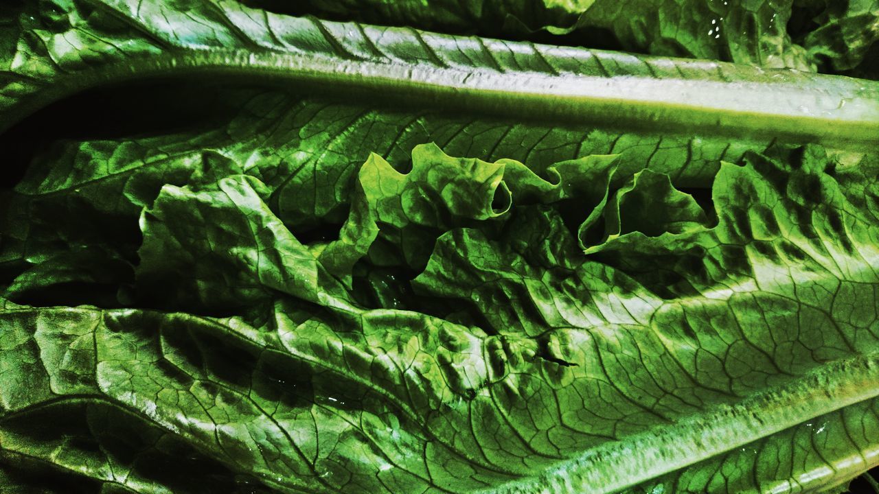 FULL FRAME SHOT OF LEAVES