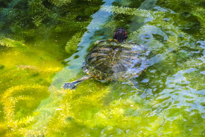 High angle view of turtle swimming in lake