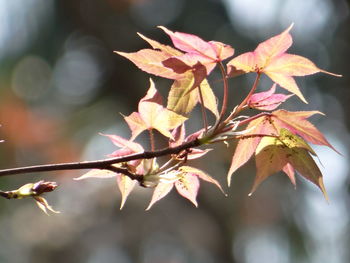 Close-up of maple leaves on tree