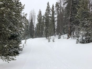 Trees on snow covered land
