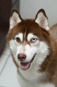 Close-up portrait of siberian husky