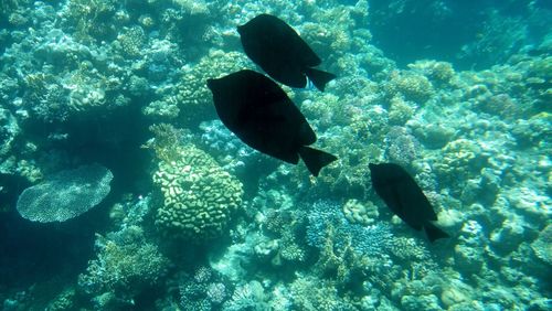 Close-up of fish swimming in sea