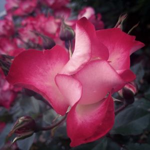 Close-up of pink flowers