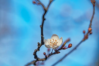 Low angle view of flowering plant against blue sky