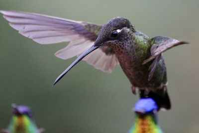 Close-up of bird flying over feeder