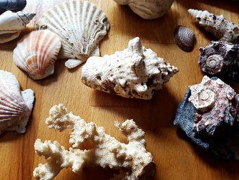 Close-up high angle view of  shells on a table