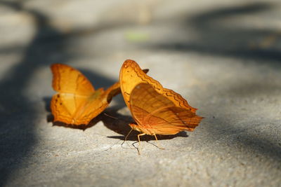 Close-up of butterfly on dry leaves