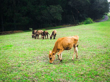 Calves grazing on grassy field against trees