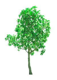 Green tree against white background