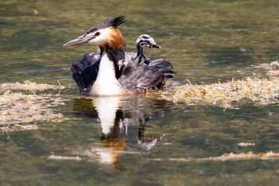 Ducks swimming in lake